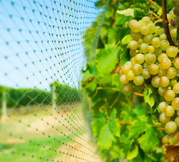 Anti bird net for orchards vineyards gardens