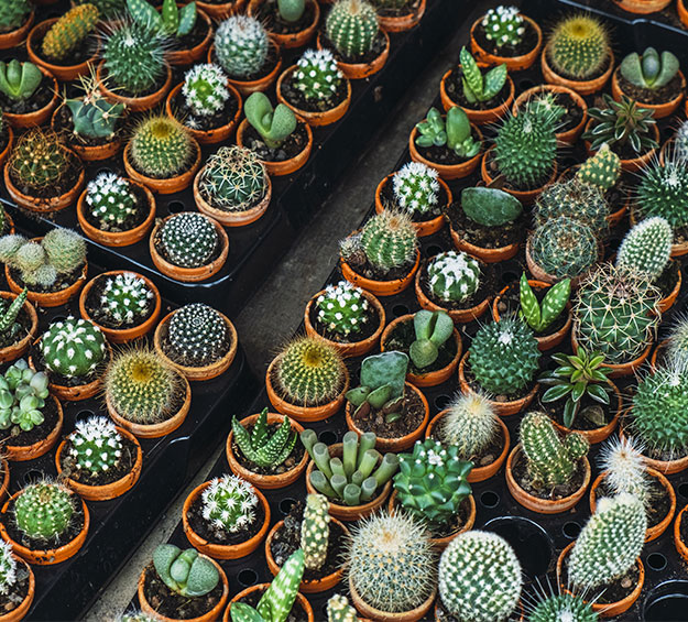 cactus pots in commercial greenhouse