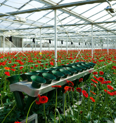flower harvesting machine for greenhouses