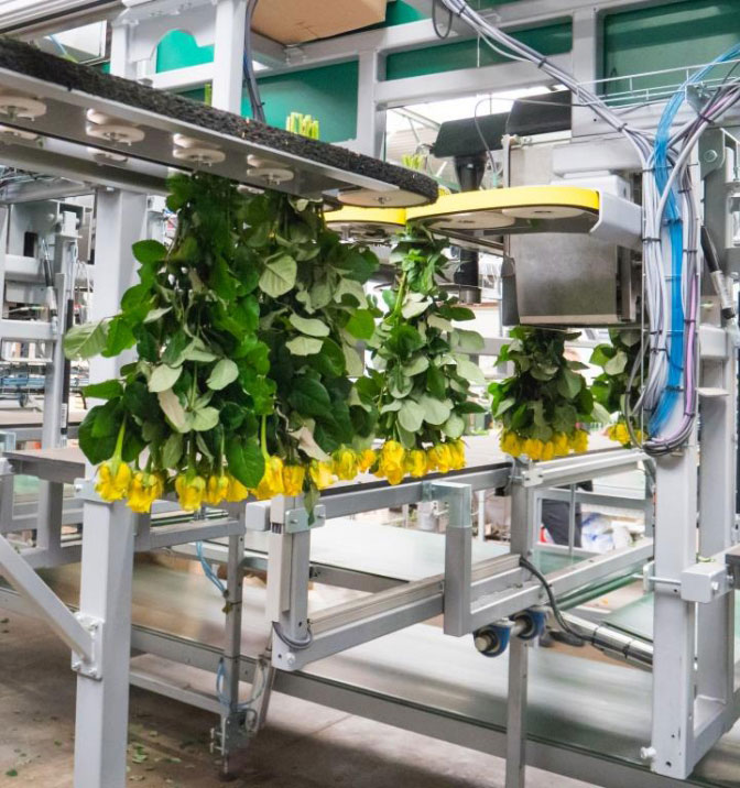 Flower Processing machineries for floriculture greenhouses