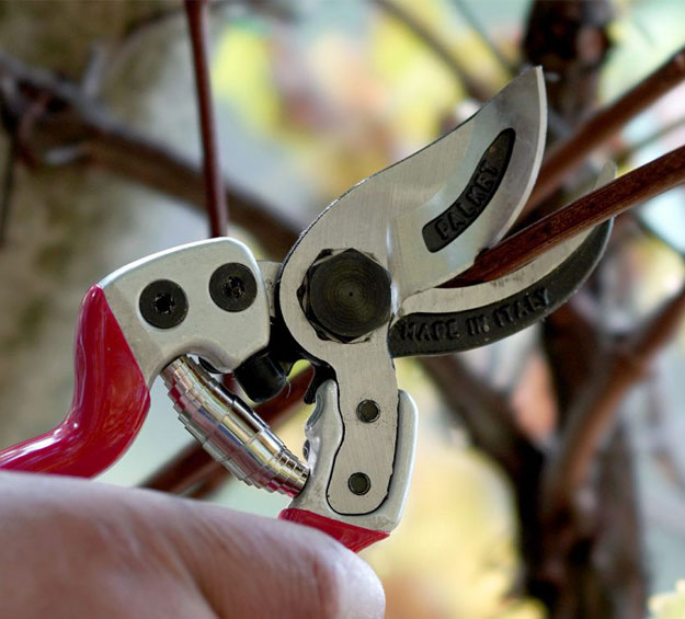 bypass secateurs to cut branches