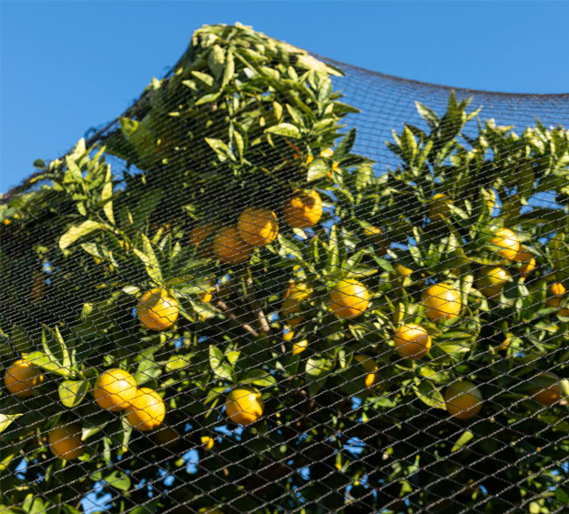 bird netting for vineyards orchards and gardens
