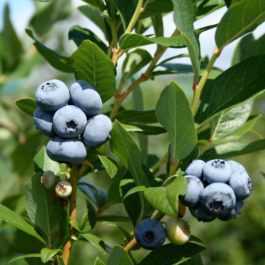 brief history of blueberry plantation