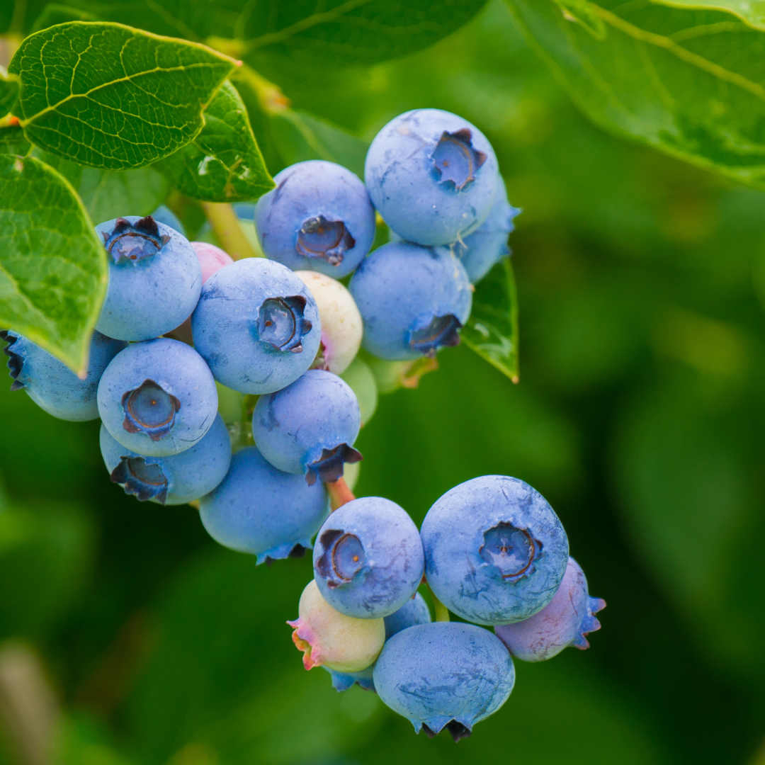 blueberry cultivation in azerbaijan
