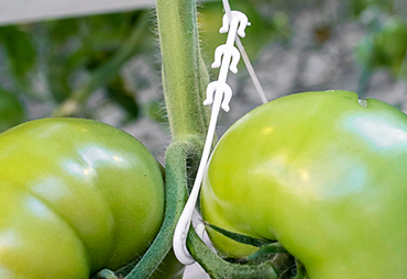 Pomidor və ya Bitki Klipsi Haqqında