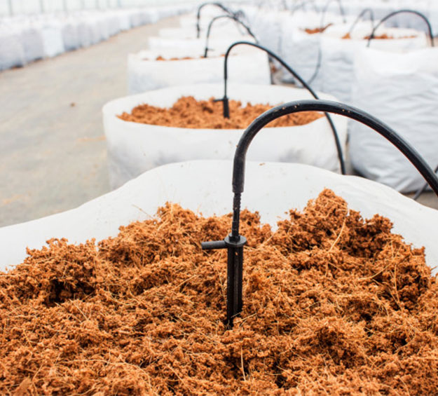cocopeat grow bag to plant vegetables in greenhouses