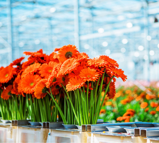 flower harvester for greenhouses