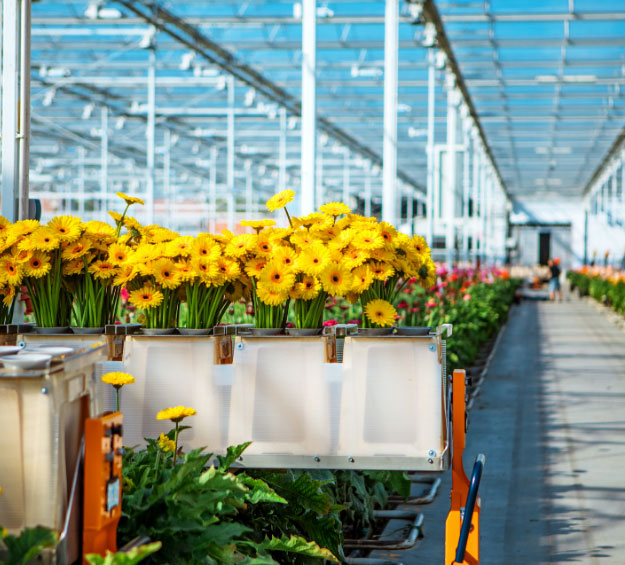 harvest greenhouse flowers with high quality machinery