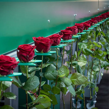 high quality rose sorting machine