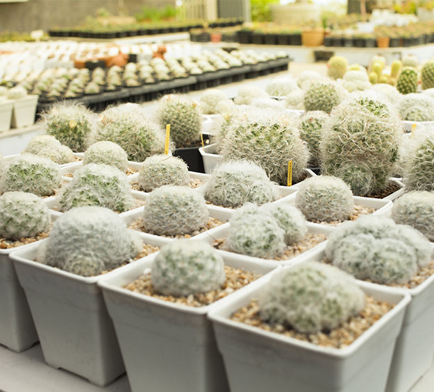 best cactus pots for greenhouses