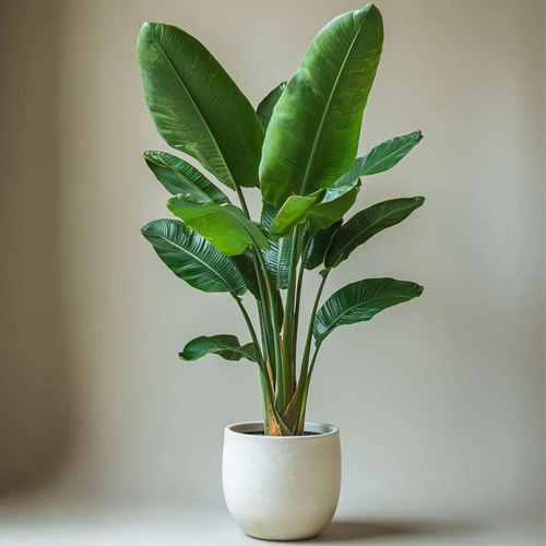 Strelitzia Nicolai (Cənnət quşu), 110 sm - Harvesso