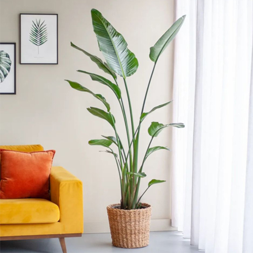 Strelitzia Nicolai (Cənnət quşu), 110 sm - Harvesso