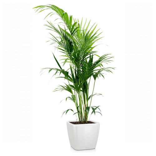 Kentia Palm (Howea Forsteriana), 120 sm - Harvesso